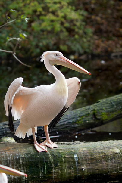 Belo pelicano-de-costas-cor-de-rosa (Pelecanus rufescens) em pé na árvore acenando suas asas em seu ambiente natural. Tiro vertical
 - Foto, Imagem