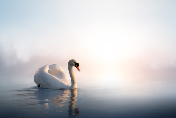 Art Swan floating on the water at sunrise of the day - Photo, Image