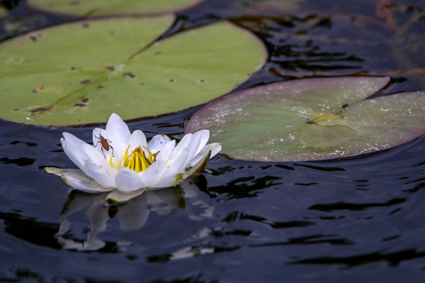 White water lilies bloom in the river. Water lily flower with green leaves in the water. White water lily in river, Latvia. - Photo, Image