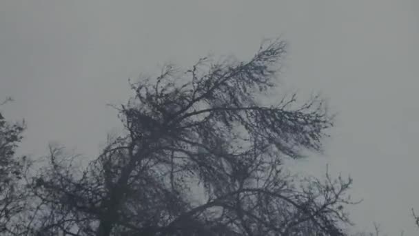 Soleil culminant à travers les arbres et surexposition du tir causant des éruptions de lentilles
 - Séquence, vidéo
