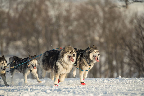 Zespół czterech husky psy sanki uruchomiona na zaśnieżonej drodze pustyni. Na sankach z psami husky w zimowych czeskiej wsi. Husky psy w zespole w zimowy krajobraz. - Zdjęcie, obraz