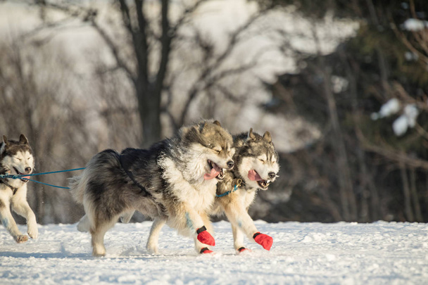 Een team van vier husky sledehonden draait op een besneeuwde weg van de wildernis. Rodelen met husky honden in de winter Tsjechisch platteland. Schor Honden in teamverband in winterlandschap. - Foto, afbeelding
