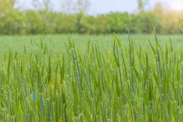 Весняне поле ячменю
 - Фото, зображення