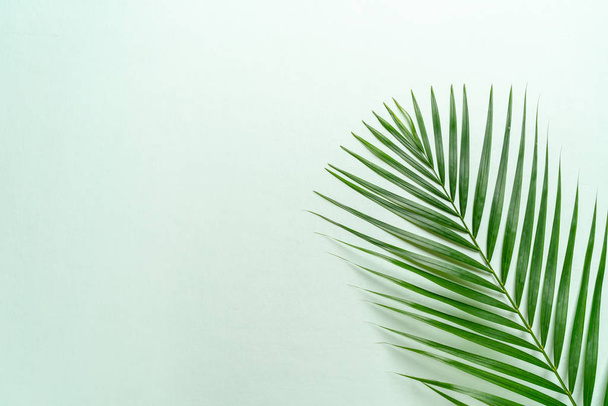 Tropical palm leaves on color background with copy space - Foto, imagen