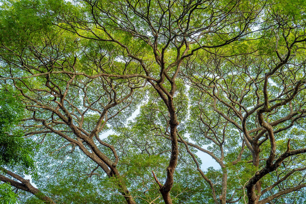 Koruna z velkých zelených stromů proti modré obloze - Fotografie, Obrázek