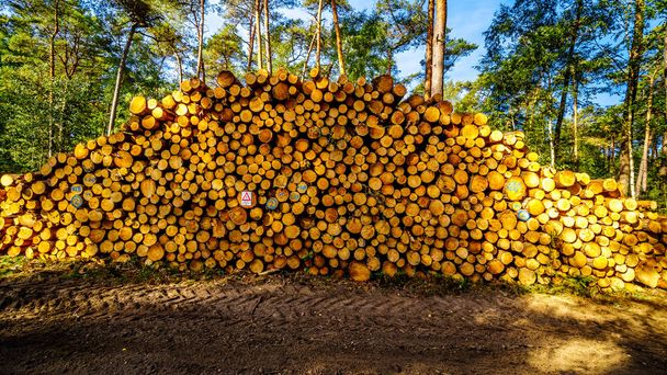 Stapeln von Baumstämmen, die im Naturreservat Hoge Veluwe in der Provinz Gelderland in den Niederlanden gefällt und für das Sägewerk vorbereitet wurden - Foto, Bild