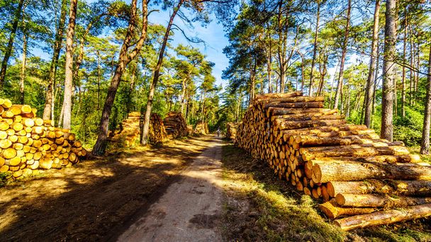 Montones de troncos de árboles cortados en la reserva natural Hoge Veluwe en la provincia de gelderland en los Países Bajos y listos para el aserradero
 - Foto, Imagen