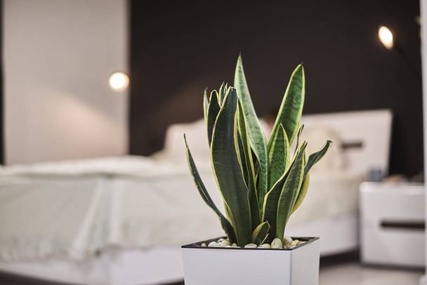 selective focus of green potted plant in living oom - Foto, Imagen