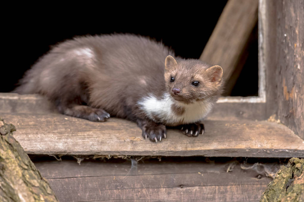 Beech Marten (Martes foina) also known as Stone Marten or House marten. resting and relaxing in window sill of barn - Photo, Image