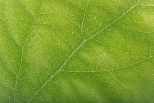 Closeup of green plant leaves, floral background  - Фото, изображение