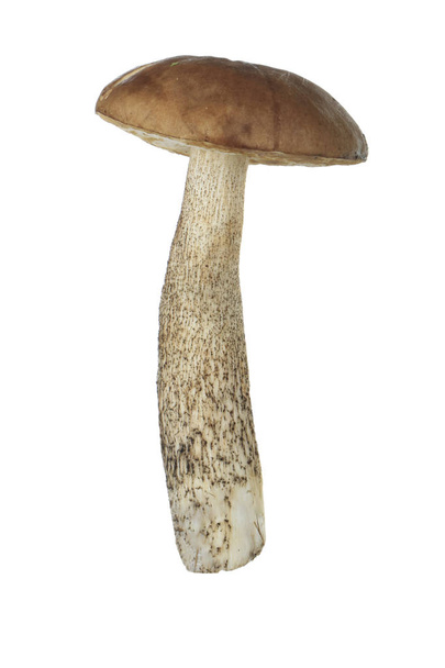 Single mushroom isolated on white background - Фото, изображение