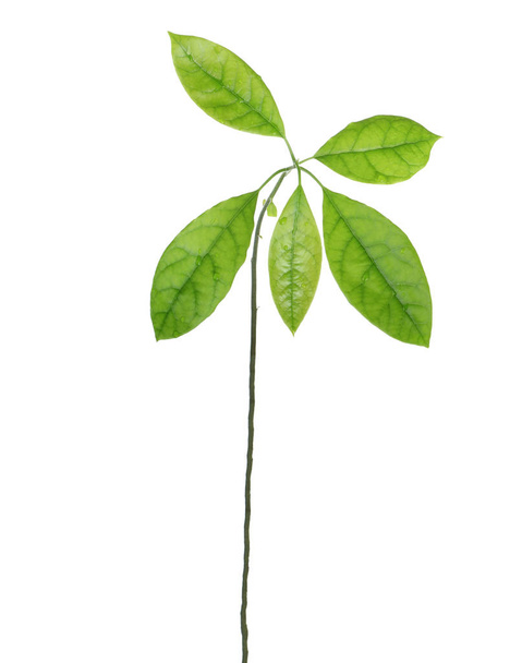 Fresh green avocado leaves isolated on white background - Zdjęcie, obraz