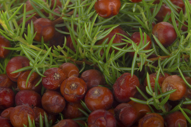 Closeup of juniper berries background - Zdjęcie, obraz