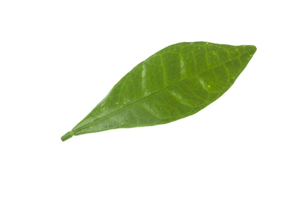 Closeup of cumquat leaf isolated on white background - Φωτογραφία, εικόνα