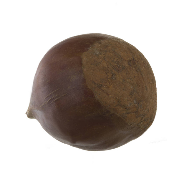 Chestnut isolated on white background - Foto, afbeelding
