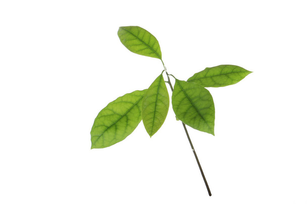 Fresh green avocado leaves isolated on white background - Φωτογραφία, εικόνα