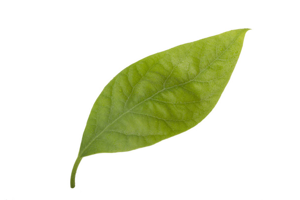 Fresh green avocado leaf isolated on white background - Фото, изображение