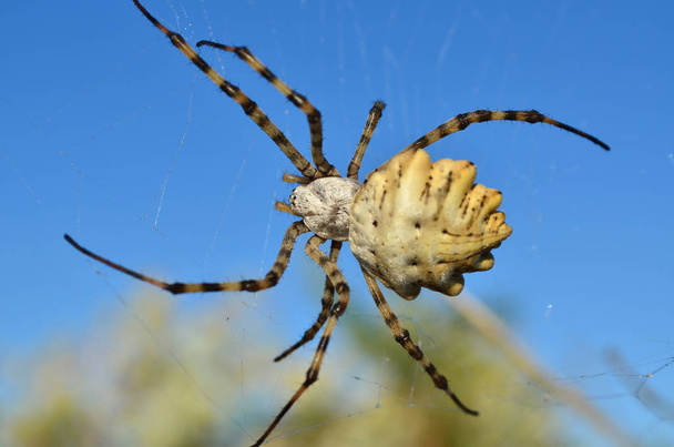 Araneidae. Argiope lobata spider on a spiderweb in its natural habitat. Fauna of Ukraine. Shallow depth of field, closeup. - Foto, Imagem