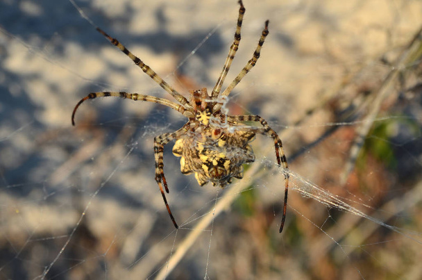 Araneidae. Argiope lobata spider on a spiderweb in its natural habitat. Fauna of Ukraine. Shallow depth of field, closeup. - Photo, Image