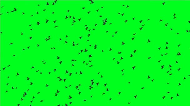 緑色の画面に鳥の群れ - 映像、動画