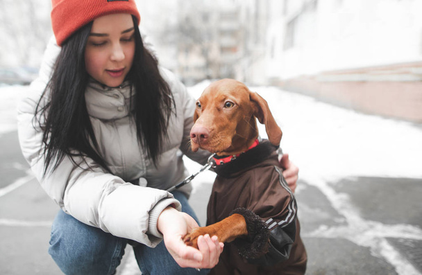 Dog in the clothes and the girl are sitting on the winter street, dog gives five. Dog gives the paw a girl for a walk in the winter.Girl and a cute brown dog play outdoors in the winter season. - Photo, Image