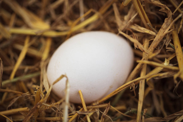 Close up macro photo of domestic chicken egg in nest made of hay in henhouse. This natural food ingredient is very important in healthy diet ration - Valokuva, kuva