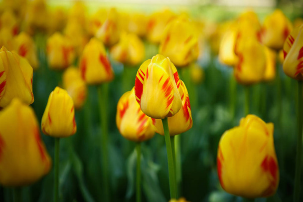 Beautiful colorful  tulips flowers bloom in spring garden. Decorative wallpaper with exotic tulips blossom in springtime. Beauty of nature poster. Vibrant natural colors - Foto, afbeelding
