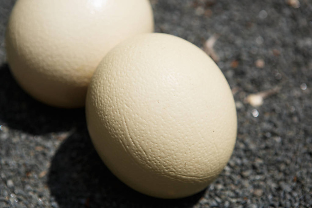 Wild African ostrich eggs on the ground outdoor.Cook natural food on trophy tour.Exotic birds egg in Africa.Heavy & tough bird eggshell - Fotó, kép
