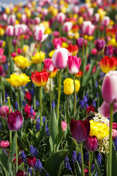 Beautiful colorful different tulips flowers bloom in spring garden. Decorative wallpaper with exotic tulip flowers in springtime on meadow. Beauty of nature poster. Vibrant natural colors - Valokuva, kuva
