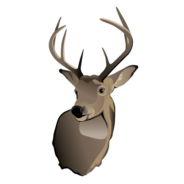 Trophée Whitetail Deer Buck
 - Vecteur, image