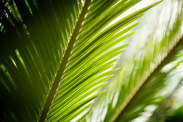 Exotic palm tree in close up.Green tropical plant grow in sunny greenhouse.Botanical garden plants in macro - Foto, imagen