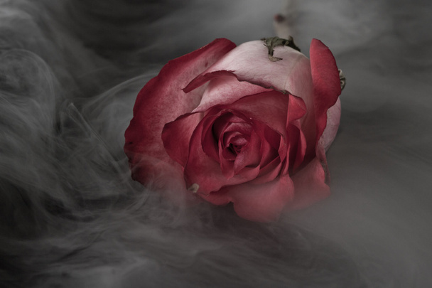 single rose - Photo, Image