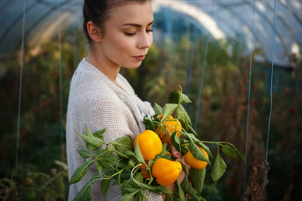Young farmer girl holding sweet pepper vegetables in hands. Farmer woman gathering autumn vegetable harvest from green house plantation. Ripe home grown orange sweet peppers.  - Фото, зображення