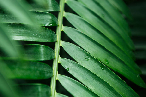 Rare exotic plant grow in botanic greenhouse.Tropical plant leaves in macro close up.Botanical garden collection on unique green plants - Foto, afbeelding