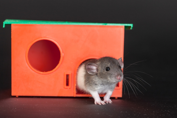 Ratte in einem roten Haus - Foto, Bild