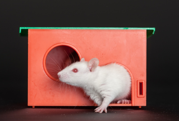 white rat in a red house - Zdjęcie, obraz