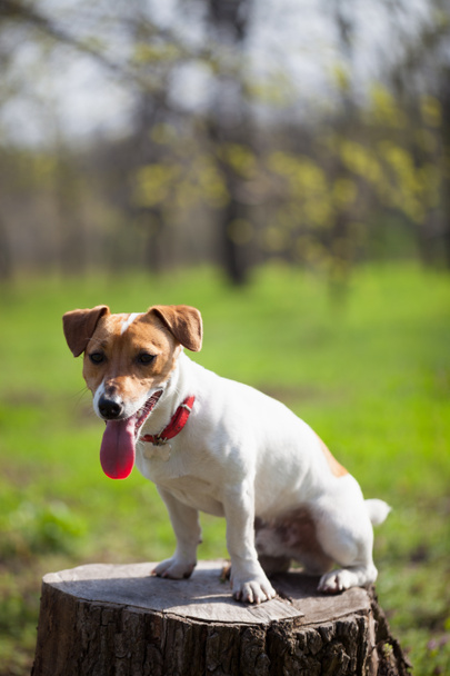 Štěňátko Jack Russell v zeleném parku. Roztomilý malý domácí pes, dobrý přítel pro rodinu a děti. Přátelská a hravá psí plemeno - Fotografie, Obrázek