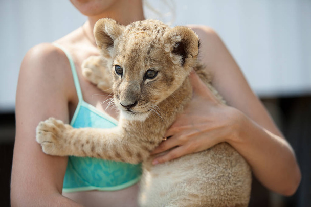 Photo collection of two month old male lion cub. Very cute little creature. - Foto, Imagem