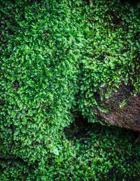 Belle mousse verte sur la surface du bois brun
. - Photo, image