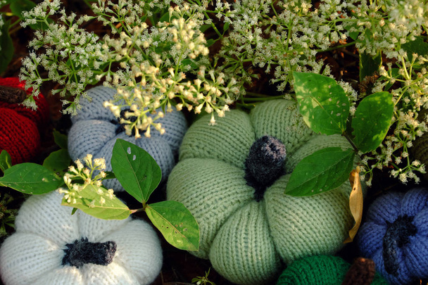 Group of colorful pumpkins in garden, grass land with tiny flowers in white, handmade products for leisure activities by knit from yarn - Photo, Image
