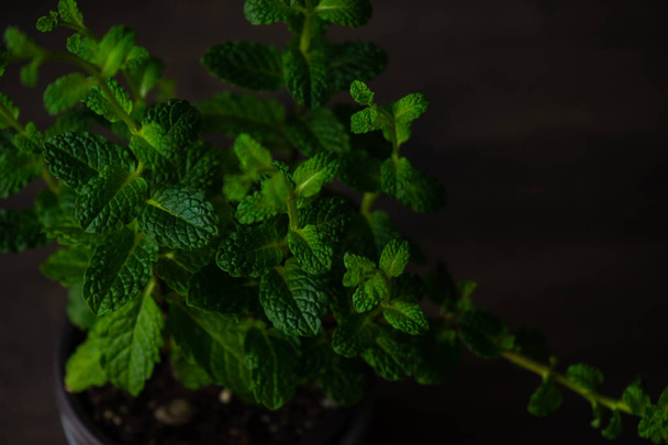 Houseplant of moroccan mint with fresh green leaves in a pot on a table - Fotografie, Obrázek