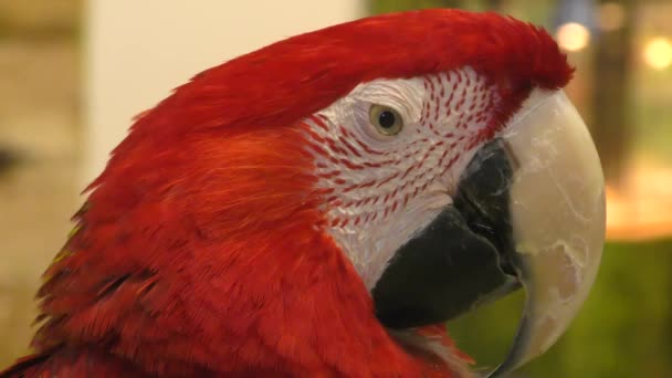A Psittacidae családba tartozó madarak vörös papagáj ARA nemzetsége - Felvétel, videó