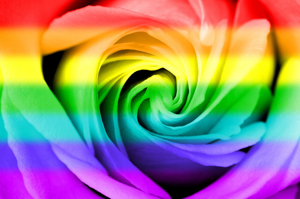 Rainbow flag rose - Photo, Image