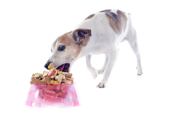 eten jack russel terrier - Foto, afbeelding