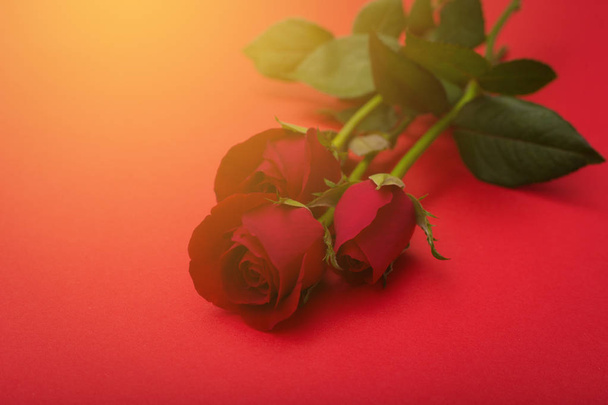 Red rose on red background - Valentine day or Wedding concept - Foto, afbeelding