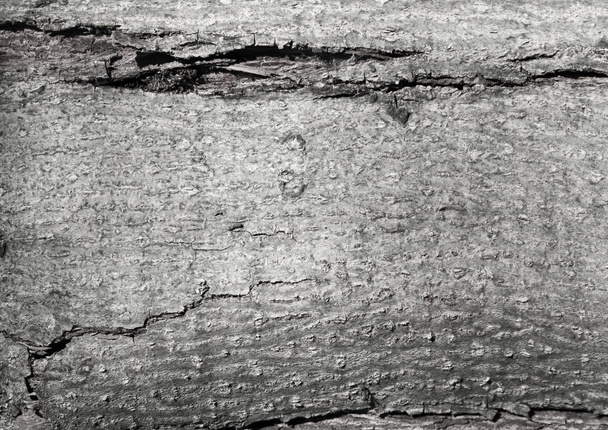 Texture of the gray old tree - Photo, Image