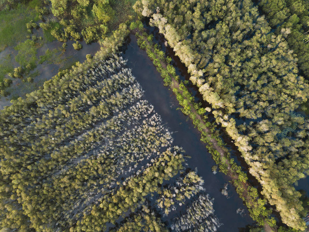 Вид с воздуха на лес Мелалеука в дельте реки Меконг, Южный Вьетнам. Сделано дроном (flycam)
). - Фото, изображение