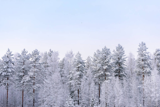 Der Wald ist in der Wintersaison in Lappland, Finnland, mit starkem Schnee und klarem blauen Himmel bedeckt. - Foto, Bild