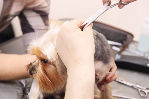 Yorkshire Terrier getting his hair cut at the groomer - Fotografie, Obrázek
