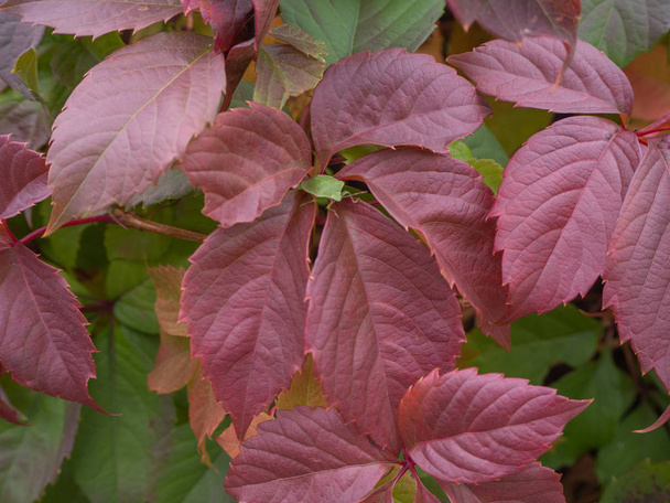 Acrosternum hilare onder Rode wijnstok verlaat. Herfst bladeren kleuren tinten. - Foto, afbeelding